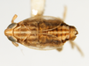 Habitus, dorsal view on Elachodelphax (Aschedelphax) peneparvulus (Beamer, 1947): (Observation).