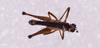 CollectionObject 1590205; 535b5018-2241-4ded-a455-c4e889095942: male, dorsal view. (CollectionObject).