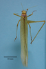 CollectionObject 1542758; 82d9c4ce-fd5d-46c9-8697-c9079f38213b: male, body dorsal view (holotype). (CollectionObject).