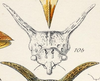Head on Platycentrus acuticornis Stål, 1870: (Observation).