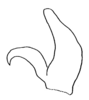 Daedalellus synemapterus Nickle, 2001: Fig. 14. left male cercus, dorsal view. (Otu).