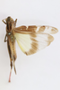 CollectionObject 1591324; a4b0bbf7-ad79-4513-ab8d-9817a5098096: male, dorsal view (holotype). (CollectionObject).