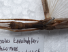 CollectionObject 1576071; f30be167-569e-4705-a21a-3b84e585338e: copyright ZRC, Singapore. female: head & thorax, dorsal view (holotype). (CollectionObject).