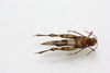 CollectionObject 1581018; 146f57ad-d562-42e1-943c-2b8eadaee63b: male, dorsal view (paratype). (CollectionObject).