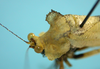CollectionObject 1542953; DEES MZLQ-I0027', 6176f8f0-1277-436d-be97-caab12908460: male, pronotum latero-dorsal view (paratype). (CollectionObject).