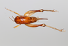 CollectionObject 2062463; a3fe4c8e-607d-4497-89e5-fdcffd4b1f6d: Female, dorsal habitus. (CollectionObject).