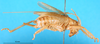 CollectionObject 1567523; 5d91869a-c3de-4764-a319-c7149260b3b4: female, lateral view. (CollectionObject).