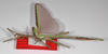 CollectionObject 1576648; USNM(SF IMPORT DUPLICATE) RD-095, 8deec7dc-68e5-4ba6-8a93-9945947c8d83: copyright USNM, Washington. male, lateral view (holotype). (CollectionObject).