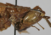 female head and pronotum, lateral view (holotype). Depicts CollectionObject 1539573; 78cd6824-733c-471b-8df1-749e77b3179e, a CollectionObject.