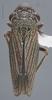 Habitus, dorsal view: !! display not done !! on Cuerna gladiola Oman & Beamer, 1944: Dorsal. (Observation).