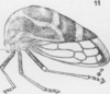 Habitus, lateral view on Cyrtolobus funkhouseri Woodruff, 1924: (Observation).