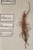 CollectionObject 1559784; 50d09905-a467-45ac-b1cf-41511a082c11: copyright St. Petersburg. female, dorsal view (holotype). (CollectionObject).