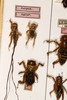 CollectionObject 1532484; d5bf0df3-3594-4eaf-923b-15ef81833a40: female, on drawer, at bottom (holotype). (CollectionObject).