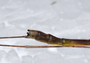 CollectionObject 1576279; 26e0c6f5-b51b-4221-ba7c-00fc76f2cb00: copyright FRCS, Sabah. male: end of abdomen, dorso-lateral view (holotype). (CollectionObject).