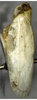Habitus, lateral view on Catonidia lii Chen & He, 2009: (Observation).