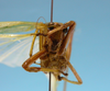 CollectionObject 1542804; a9b6e0c4-cbd2-418f-a652-fc66dd9fa743: male, face frontal view (holotype). (CollectionObject).