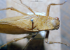 CollectionObject 1537328; EMBT 3226206, 9c940658-0639-4135-9486-b221c8544bf4: male head and pronotum. (CollectionObject).