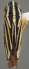 Habitus, dorsal view on Caribovia constans (Walker, 1858): Dorsal. Yellow color variation. (Observation).