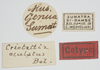 CollectionObject 1577198; 2e27be5d-c1e1-4982-b0a7-7f404a023bba: labels (syntype). (CollectionObject).
