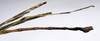 CollectionObject 1584634; 1030b41e-c778-4180-8d2d-08f737491e36: (CollectionObject).