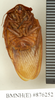 CollectionObject 1572872; 075b3936-f0f1-4708-bdb2-c593b0f99fc8: Copyright Natural History Museum, London. Non-type (adult male) in BM(NH). Ventral view. (CollectionObject).