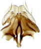 Subgenital plate, ventral view on Arocephalus (Arocephalus) languidus (Flor, 1861): Subgenital plate. (Observation).