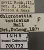 Other: !! display not done !! on Chlorotettix tunicatus Ball, 1900: Labels. (Observation).