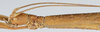 CollectionObject 1584203; 30878f10-b291-4e66-b3c6-404d13b6853b: copyright Frank Hennemann Coll. female: head & thorax, lateral view (paratype). (CollectionObject).;CollectionObject 1584204; afe2b8cc-8cca-4cc3-a581-ed630563d766: copyright Frank Hennemann Coll. female: head & thorax, lateral view (paratype). (CollectionObject).;CollectionObject 1584205; 15d01103-8493-4940-8377-8c409ca2af99: copyright Frank Hennemann Coll. female: head & thorax, lateral view (paratype). (CollectionObject).