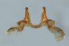 CollectionObject 1580067; 69e60f67-1965-4b70-bcff-324050310e7e: epiphallus, frontal view (paratype). (CollectionObject).