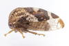 Live specimen: !! display not done !! on Vanduzea laeta Goding, 1893: (Observation).