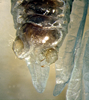 CollectionObject 1564643; f356ec6a-7957-41a0-b5f0-75806fda437a: 2013. male subgenital plate (holotype). (CollectionObject).