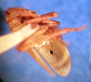 Hind wing on Carnoseta colomella (DeLong, 1981): Male paratype [OSU]: habitus, anteroventral view (showing the reduced hind wing). (Observation).