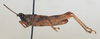 CollectionObject 1572736; a22c34d4-1ab4-49e3-be1c-e18c2c374562: male, lateral view (paratype). (CollectionObject).