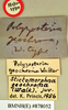 Stictomorphna geochroma (Walker, 1868): Holotype, unsexed, labels. BMNH(E)#878052. (Otu).