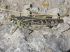 Pardalophora haldemanii (Scudder, 1872): female (Pleasant Ridge Road, about 4 miles north of Harrison, Nebraska, 23 June 2020). (Otu).