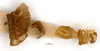 CollectionObject 1506800; 79f8ee8f-6665-46e1-a169-8ce65878ecbb: male, genitalia (lectotype). (CollectionObject).