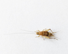 CollectionObject 1584855; a018afe5-64f4-4a1a-87be-01e0196fa938: male. (CollectionObject).
