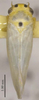 Habitus, dorsal view: (Observation).