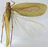 CollectionObject 1539796; a7971dad-8a5c-4b3c-9b49-d72f4f82ee32: male dorsal (holotype). (CollectionObject).