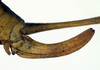 CollectionObject 1501725; 6b179d61-d873-4b49-843b-5c5be19ee5d4: ovipositor (syntype). (CollectionObject).