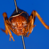 CollectionObject 1539971; 72298e63-3818-4b07-b0c2-e1d172f0f955: male, frontal view (holotype). (CollectionObject).