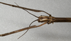 CollectionObject 1557142; d8f0877c-c1a1-45db-a5cd-ccb985dc866d: copyright NMW, Vienna. female: head, dorsal view (holotype). (CollectionObject).