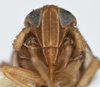Head on Delphacodes lividus Beamer, 1948: (Observation).