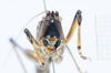 CollectionObject 1578223; 15a4a989-b64f-41f9-bff0-865db3461705: male, face. (CollectionObject).