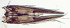 Subgenital plate: !! display not done !! on New Species A: Loeia Duan, 2017: (Observation).
