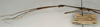CollectionObject 1557145; NMW 963, 5371a496-8281-4052-bb9e-7edf8265ae9b: copyright NMW, Vienna. male: head and thorax, lateral view (syntype). (CollectionObject).