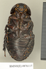 Ancaudellia insularis (Kirby, 1903): Copyright Natural History Museum, London. Paralectotype (adult female) in BM(NH). Ventral view. (Otu).