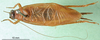 CollectionObject 1501988; 2d67cb67-4a7d-4a3e-ad47-e6905ba51b9f: male, dorsal view. (CollectionObject).
