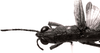 CollectionObject 1502819; 5c1fd3ce-3772-42c9-bdb0-9b6e749abf34: Image Carbonell, C.S. male head and pronotum, dorsal view. (CollectionObject).