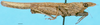 CollectionObject 1578003; 2e8a9926-3bcd-4944-b4f5-481bbf8356af: male, lateral view. (CollectionObject).